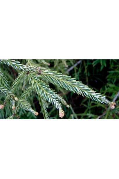 Секвоя купити